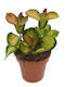 Hoya 'lisa' 12cm