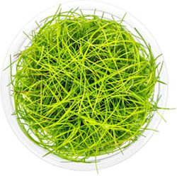 Stoffels Eleocharis Stoffels Eleocharis