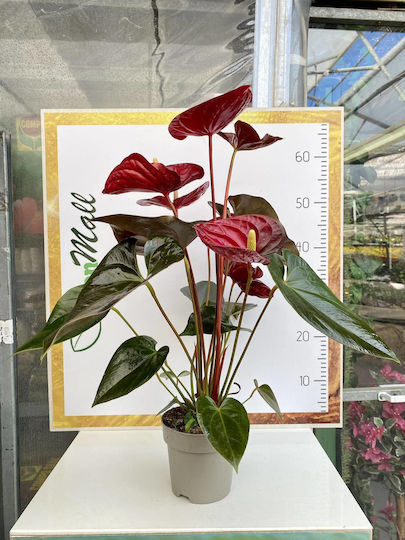 Хвощ (Anthurium) Εσωτερικού Χώρου Ύψους 50бр