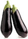 Rigakis Seeds Семена Патладжанς Черен 1гр/500бр