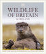 Wildlife Of Britain And Ireland
