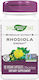 Nature's Way Root Extract 250мг Rhodiola 60 капси