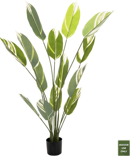 Calathea Potted Plant HomeMarkt Calathea Potted Plant HomeMarkt