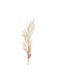 Iliadis Artificial Decorative Branch Pampas Grass Ecru 1pcs