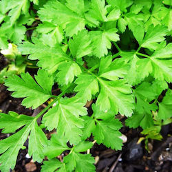 Gemma Seeds Parsley 10gr