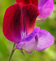 Gemma Seeds Musk Mallow 1.5gr