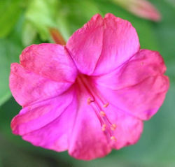 Gemma Μίγμα Seeds Evening Primrose 2gr