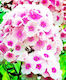 Gemma Samen Phlox 0.5gr