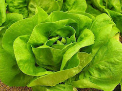 Gemma Seeds Lettuce 2gr