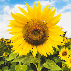 Gemma Seeds Sunflower 5gr