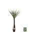 Artificial Plant in Small Pot Green Freebox