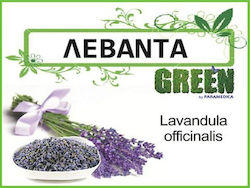 Paramedica Lavender Paramedica Lavender