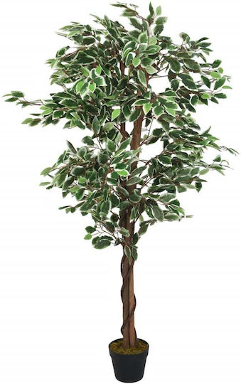 Fikus in Topfpflanze 80cm vidaXL