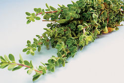 To Poikilopoleio Symphytum