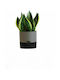 Viomes Vita Auto-udare Ghiveci Plastic 20x20x18cm.