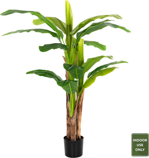 Μπανανιά σε Γλαστράκι 17cm HomeMarkt