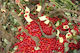 Samen Impatiens 100gr