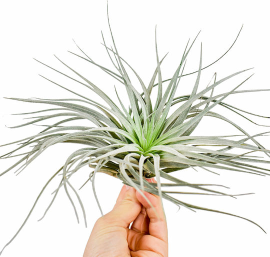 Airplant За Стайна Употреба С Височина 10 См