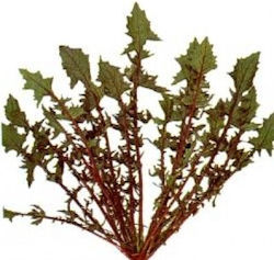 Geniki Fytotechniki Athinon Seeds Wild Red Stem...