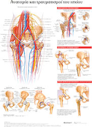 Ανατομικοσ Χαρτησ Ανατομια Και Τραυματισμοι Του Ισχιου