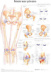 Ανατομικοσ Χαρτησ Ισχιο Και Γονατο