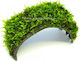 SonGrow Lebende Aquariumspflanze