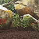 vidaXL Aquarium Böden / Substrate 25kg