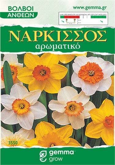 Gemma Βολβoί Νάρκισσου