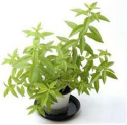 Oikogeneia Giamarelou Lemon Beebrush 20g