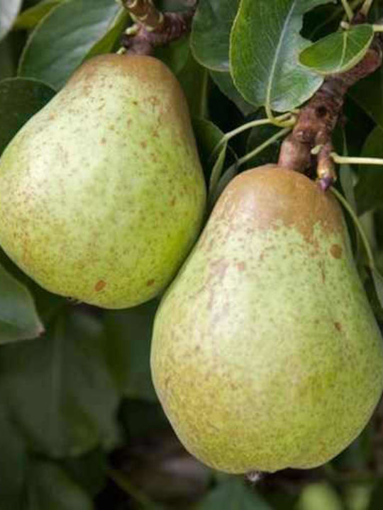 Pear