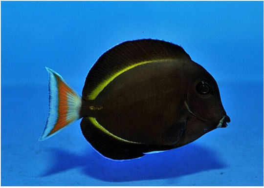 Acanthurus Achilles X Nigricans Hybrid Aquariumfisch