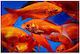 Misirlis Aquarium Comet Aquariumfisch