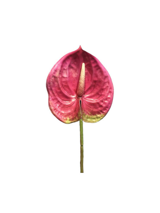 Clone Anthurium Bordeaux 57cm