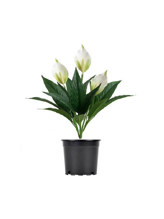 Decorative Anthurium White In Pot 42cm