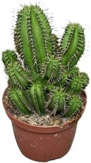 Euphorbia Fruticosa 10.5cm
