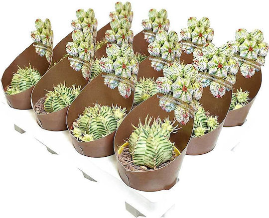 Euphorbia Meloformis F Variegated 6.5cm