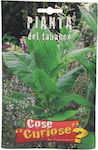 Tabacco Virginia Seed 0.1gr