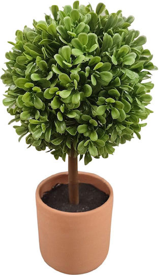 Παιώνια σε Γλαστράκι Decostar
