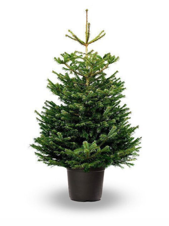 Abies Nordmanniana 25lt