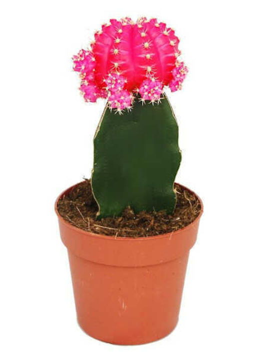 Cactus 0.05lt