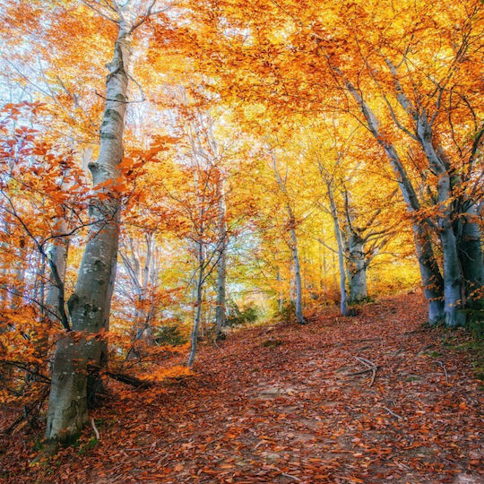 Φωτοταπετσαρία Τοίχου Forest27 Χάρτινη 200x150cm Πλενόμενη