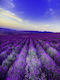 Fototapet de Perete 200x255cm Hârtie Lavabil