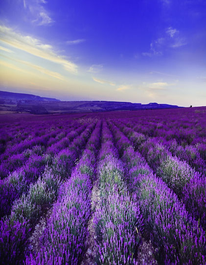 Фототапет за Стена Хартия 200x255см Миеща се