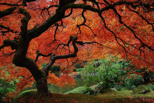 Αυτοκόλλητη Ταπετσαρία Τοίχου Tree Fiery Leaves Japanese Garden 250x150cm Πλενόμενη