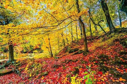Autocolantă Tapet de Perete 250x150cm Lavabil