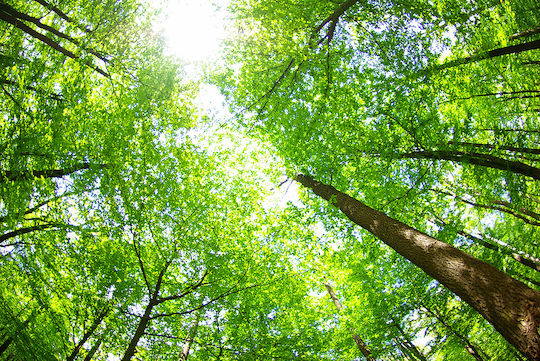 Tapet Autocolant De Perete Sky Among Trees 220x135cm Lavabil