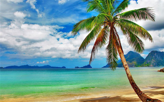 Tapet Autocolant De Perete Beach Palm Tree 200x150cm Lavabil