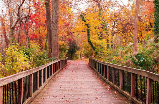 Αυτοκόλλητη Φωτοταπετσαρία Τοίχου Bridge In Autumn Forest 250x200cm Πλενόμενη