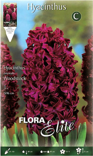 Flora Elite Zwiebeln Hyacinthus Rot 3Stück