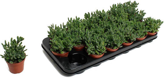 Crassula Rogersii 8.5cm